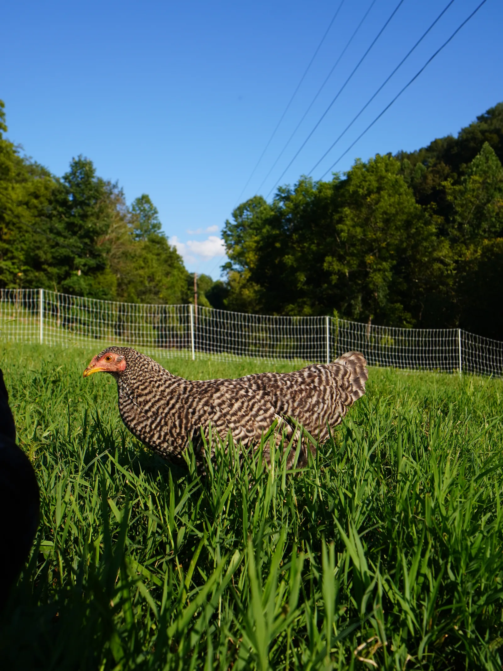 Barred Rock chicken in the farm flock
